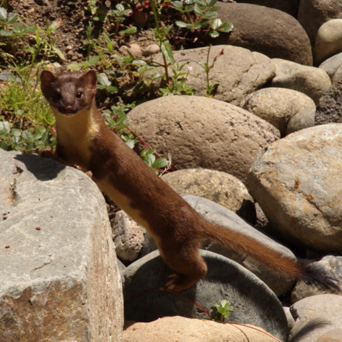 Семейство куньих представители. Ласка длиннохвостая Mustela frenata. Куньи (Mustelidae). Куньи (подсемейство). Long-tailed Weasel.