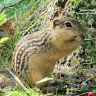 Thirteen-lined Ground Squirrel