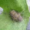 Milkweed Tussock Moth Pupa
