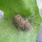 Milkweed Tussock Moth Pupa
