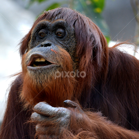 Orangutan by Milton Moreno - Animals Other Mammals