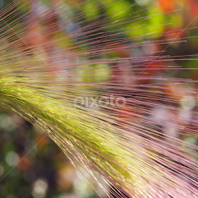 Strow and collor, by Ólafur Ingi Ólafsson - Nature Up Close Leaves & Grasses