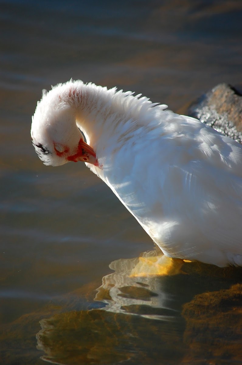 Manky Muscovy Duck (female)