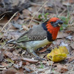 Mouth full by Adrian Boom - Uncategorized All Uncategorized