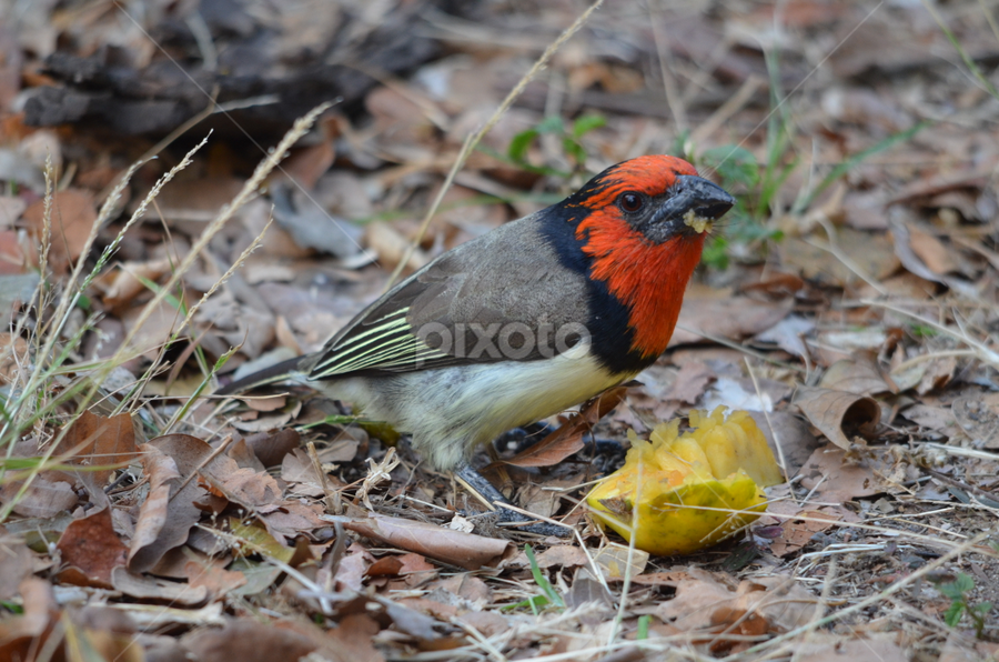 Mouth full by Adrian Boom - Uncategorized All Uncategorized