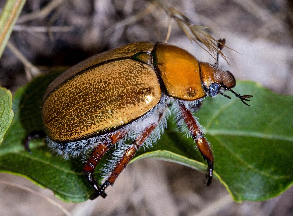 Shining Leaf Chafer Beetle