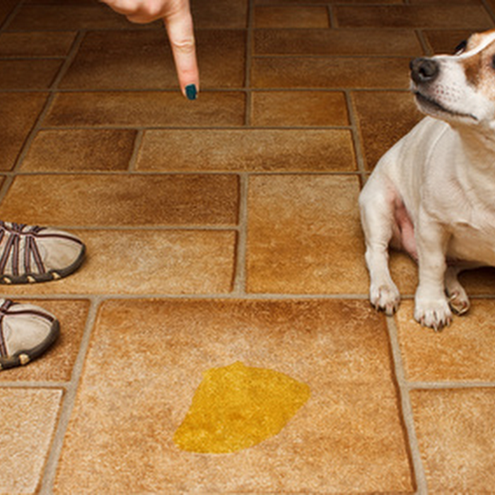 Why does my dog eat poop and how can I make him stop?