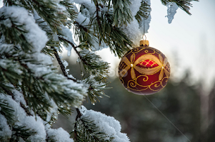  Christmas in the wild by Irena Gedgaudiene - Public Holidays Christmas