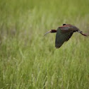 White-faced Ibis