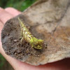 chameleon brookesia vadoni