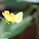 common grass yellow