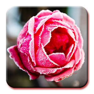 Frozen Wallpapers.apk 1.0