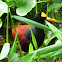 Northern Jacana, juveniles and eggs