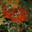 Painted frogfish