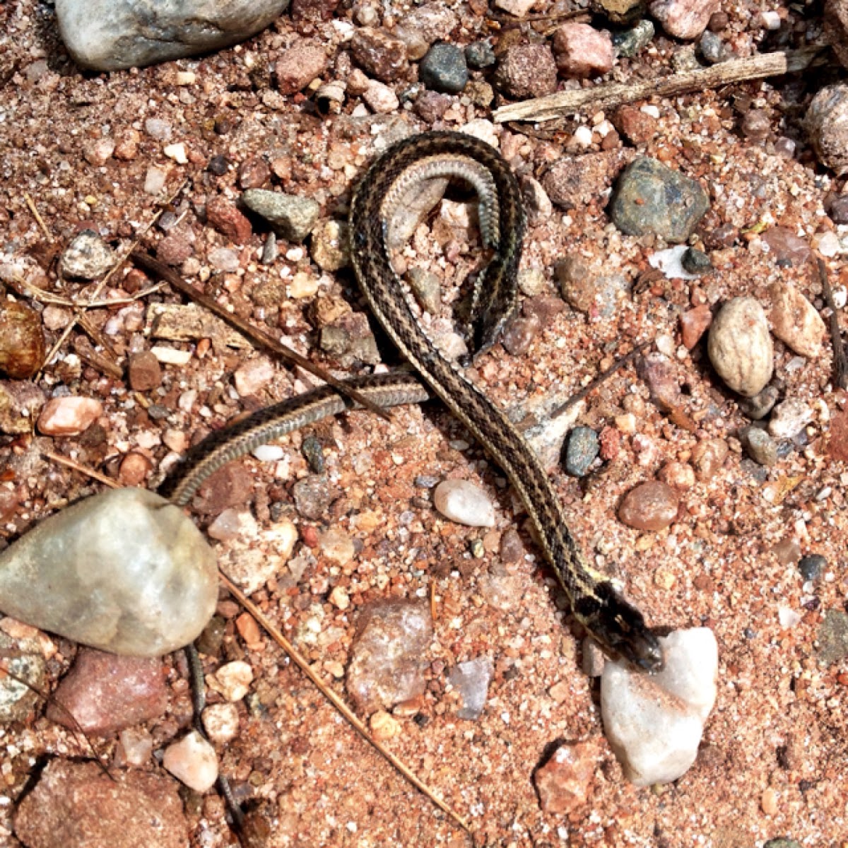 Eastern Garter Snake