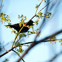 Red winged blackbird - Tordo alirrojo
