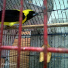 Turpial Toche - Yellow-backed Oriole
