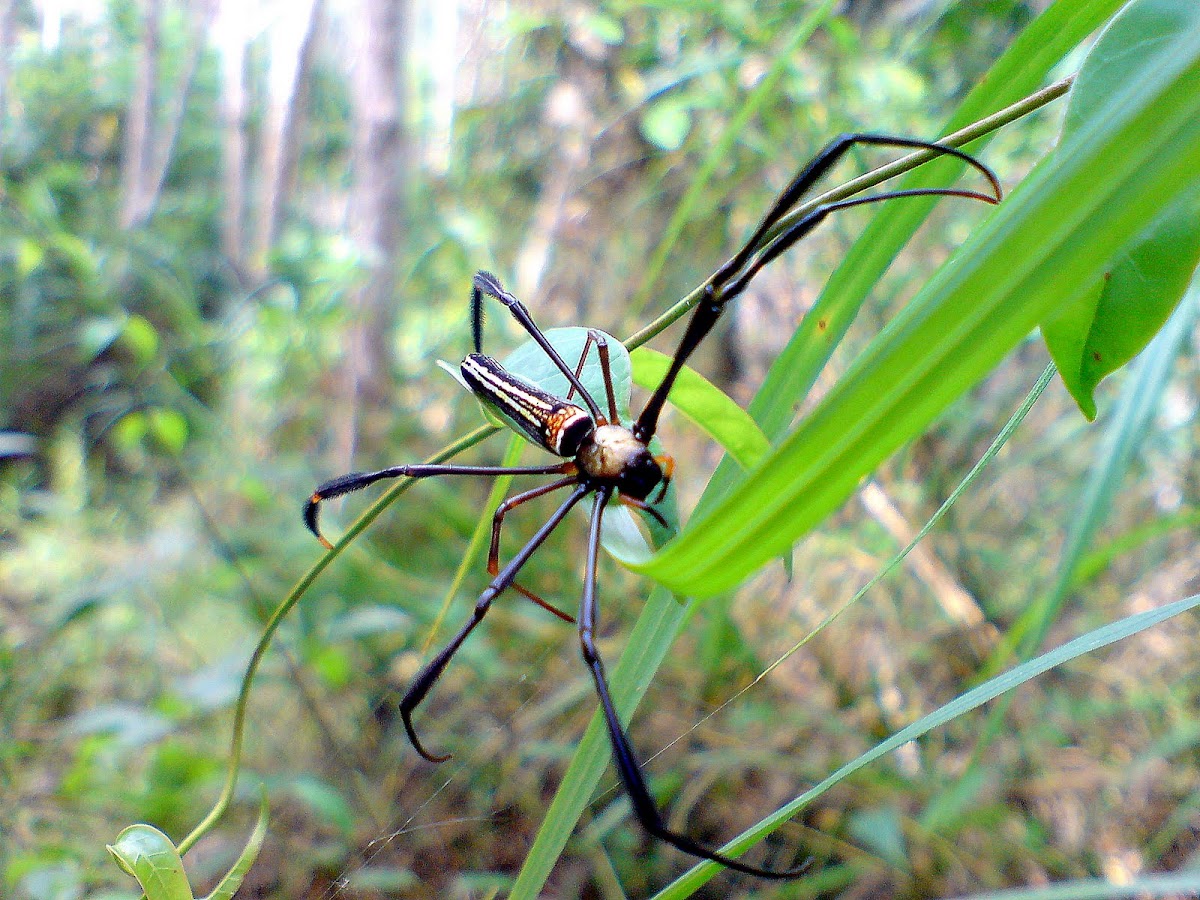 Nephilia Maculata