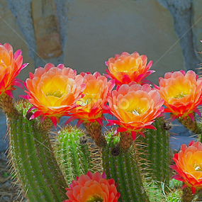 Spring cactus blooms by Robert Marquis - Flowers Flowers in the Wild