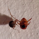 Brown widow with June beetle