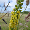 Agrimony