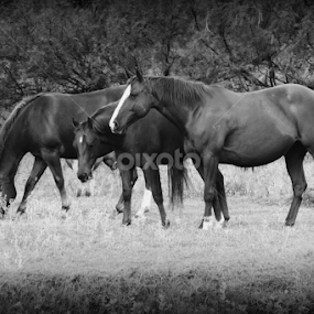 Texas Horses by Christie Chambers - Animals Horses