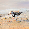 Plover - Three-banded Plover