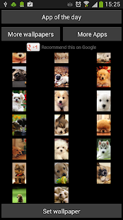 Puppies Wallpaper for WhatsApp