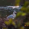 Great Egret