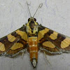 Red waisted Florella moth