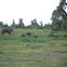 African Bush Elephant