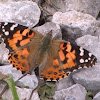painted lady