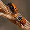 Convergent lady beetle with wasp larva 