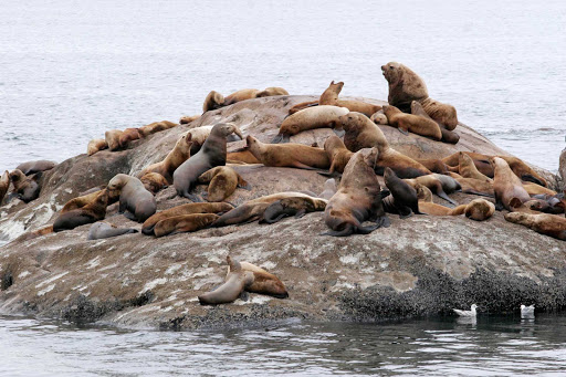 Sea lions stake a claim in Glacier Bay National Park in Alaska.