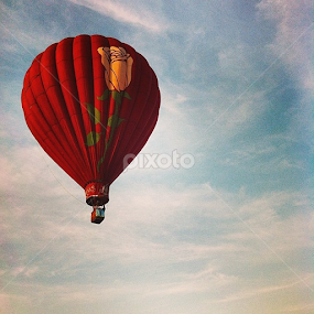 The rose by Rozi Rahman - Instagram & Mobile iPhone