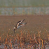 Black-tailed Godwit