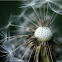 Rare Colorado Dandelion