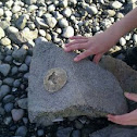 Sand dollar