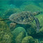 Green sea turtle, honu