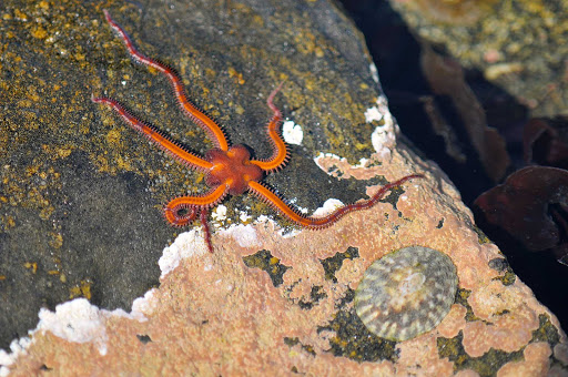 Glacier-Bay-brittle-star - A brittle star in the waters of Glacier Bay National Park.
