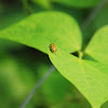 Spotted Cumcumber Beetle