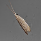 Micro Moth