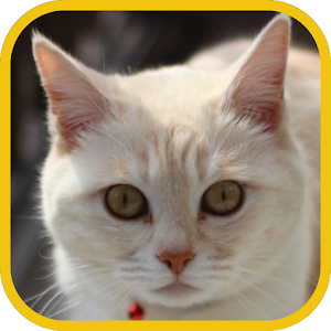 Animal Sounds.apk 1.3