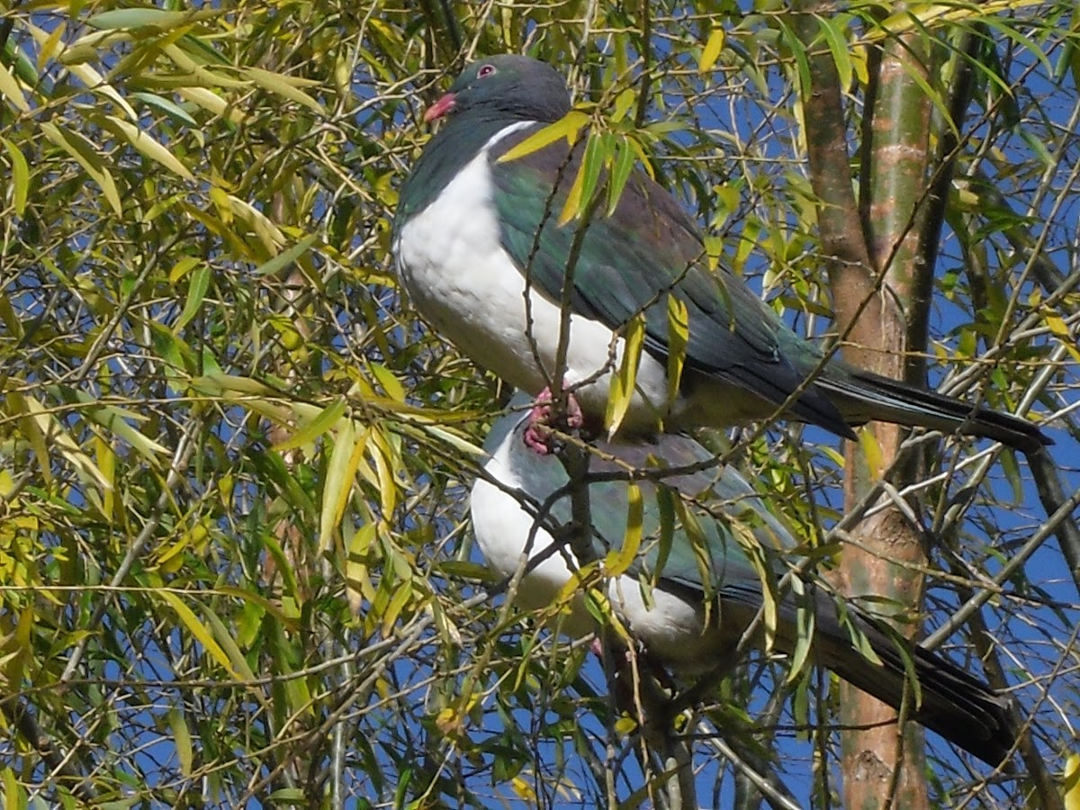 new zeland  pigeon (kereru)