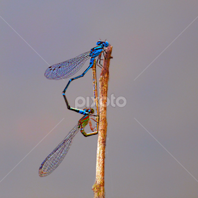 Milan by Bikash Roy - Animals Insects & Spiders