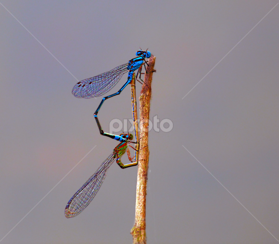 Milan by Bikash Roy - Animals Insects & Spiders