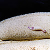 Violet-gilled Nudibranch
