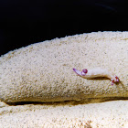 Violet-gilled Nudibranch