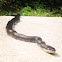 Black rat snake