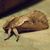 Swift Moth - male